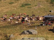 12 Al Piano dell'acqua nera con mucche al pascolo 